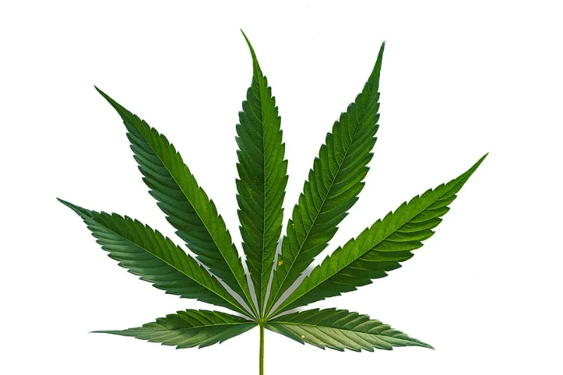 From Kentucky Soil to Your Kitchen Shelf: How the 2024 Hemp Harvest Decides What Your CBD Is Worth