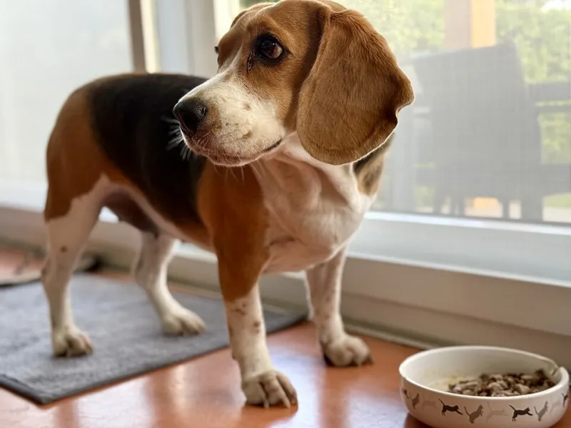 Fido's First Dose: A No-Hype Guide to CBD for Your Dog